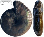 Craspedites mosquensis (Gerasimov, 1960)