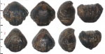 Две брахиоподы Praecyclothyris sp. или Kasakoviella sp.?