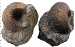 Paracadoceras elatmae (Nikitin)
