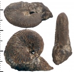Pseudocadoceras Pseudocadoceras