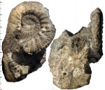 Proplanulites