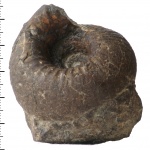 Paracadoceras elatmae (Nikitin)