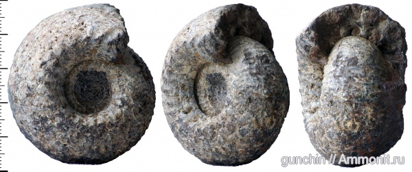 аммониты, нижний келловей, келловей, Самарская область, Cadoceras, Cadoceras elatmae, Cadoceratinae, Cardioceratidae, Ammonites, Paracadoceras, Paracadoceras elatmae, Callovian, Middle Jurassic, Lower Callovian