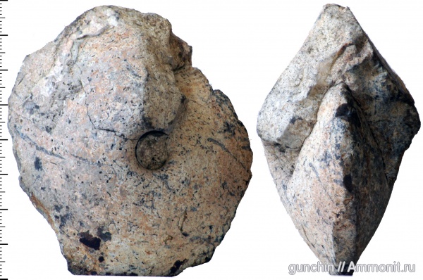 аммониты, нижний келловей, келловей, Самарская область, Chamoussetia, Cadoceratinae, Cardioceratidae, Ammonites, Callovian, Middle Jurassic, Lower Callovian