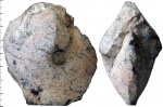 Chamoussetia Chamoussetia
