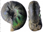 Craspedites parakaschpuricus?