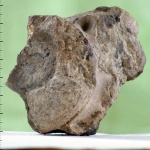 Euaspidoceras? Euaspidoceras?