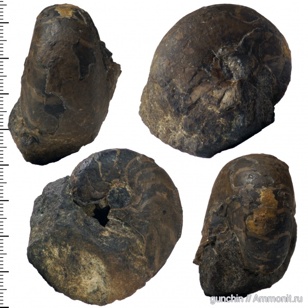 наутилусы, головоногие моллюски, Самарская область, Cenoceras, Cenoceras wolgensis, Nautiloidea, Nautilida, Nautilidae