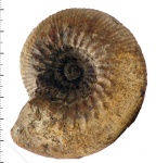 Kepplerites (Gowericeras) gowerianus (Sowerby, 1827)