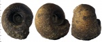 Paracadoceras elatmae (Nikitin) Paracadoceras elatmae (Nikitin)