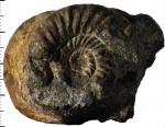 Choffatia