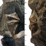 Cheirothyris sp.
