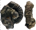 Parapeltoceras