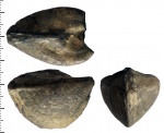 Ядро Trigonia sp. Ядро Trigonia sp.