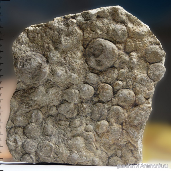 венд, протерозой, эдиакарий, Nemiana, медузоиды, Nemiana simplex, ediacaran organisms, Beltanelliformis brunsae