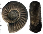 Perisphinctes? Perisphinctes?