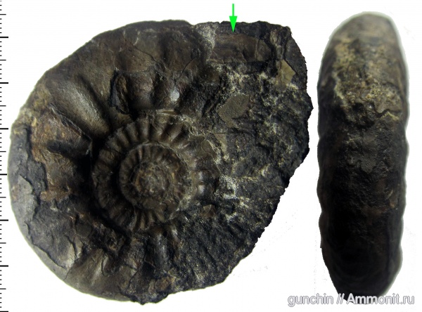аммониты, юра, нижний келловей, келловей, Самарская область, Perisphinctidae, Ammonites, Poculisphinctes, Callovian, Jurassic, Middle Jurassic, Lower Callovian