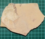 Zaraiskites