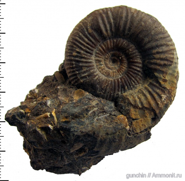 аммониты, юра, келловей, Самарская область, Perisphinctidae, Ammonites, Grossouvria, parabolae, параболы, Grossouvria nikitini, Callovian, Jurassic, Middle Jurassic