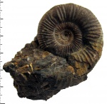 Grossouvria cf. nikitini (Par. et Bon.)