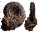 Gulielmiceras (Gulielmiceras) cf. jenceni (Teisseyre)