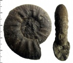 Proplanulites ex gr. laboratus Buckman