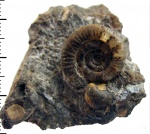Grossouvria sp. juv Grossouvria sp. juv