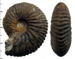 Novocadoceras ex gr. suraense Sasonov