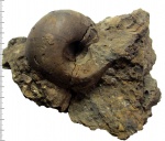 Rondiceras tscheffkini (d`Orbigny)