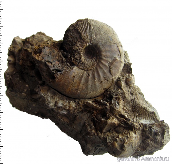 аммониты, юра, Kosmoceras, келловей, Самарская область, Kosmoceratidae, Kosmoceras enodatum, Catasigaloceras, Ammonites, Catasigaloceras enodatum, Callovian, Jurassic, Middle Jurassic