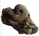 Kosmoceras (Catasigaloceras) enodatum aeeta Kiselev