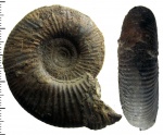Choffatia ex gr. sakuntala Spath