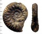 Putealiceras cracoviense (Neumayr)