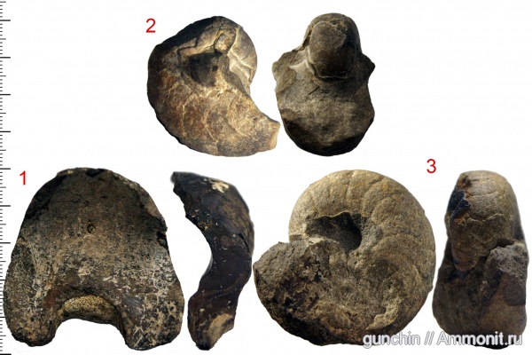 наутилусы, головоногие моллюски, Самарская область, Cenoceras, сифон, Cenoceras wolgensis, Nautiloidea, Nautilida, Nautilidae