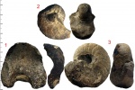 Cenoceras wolgensis (Nikitin 1881)