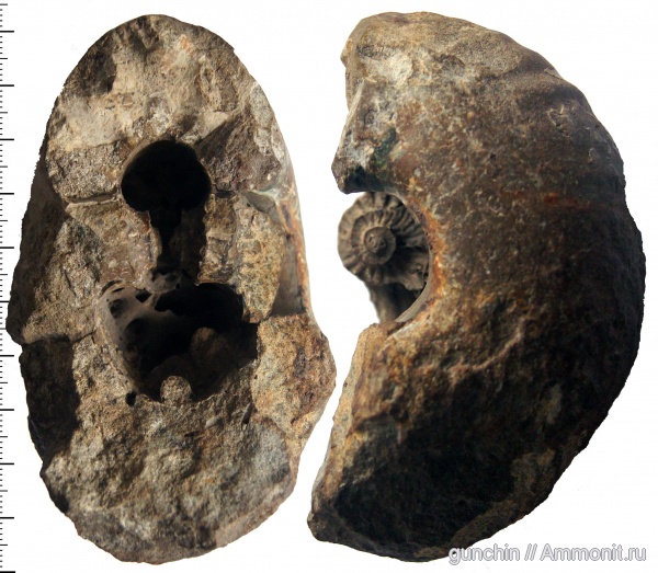 аммониты, юра, Самарская область, поперечное сечение, Cadochamoussetia, Cadoceratinae, Cardioceratidae, Ammonites, Cadochamoussetia surensis, Jurassic
