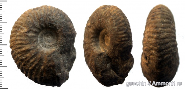 аммониты, Самарская область, Quenstedtoceras, Eboraciceras, Cardioceratidae, Eboraciceras rybinskianum