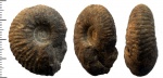 Eboraciceras rybinskianum
