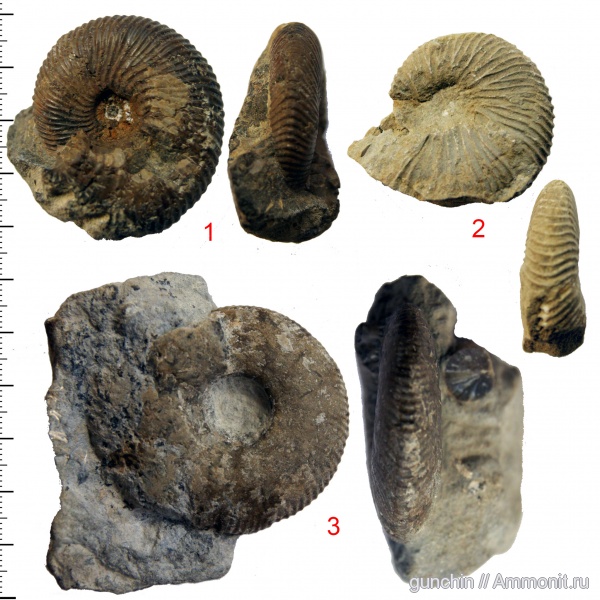 аммониты, юра, Самарская область, Rondiceras, Craspedites, Polyptychites, Rondiceras tcheffkini, Cardioceratidae