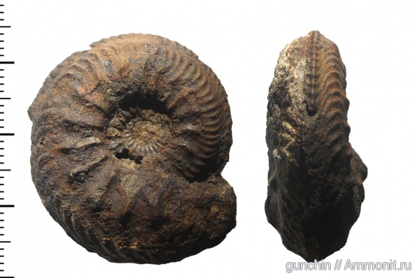 аммониты, Cardioceras, макроконхи, Самарская область, Cardioceratidae, Ammonites, Cardioceratinae, Maltoniceras
