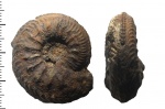 Cardioceras (?Maltoniceras) sp.
