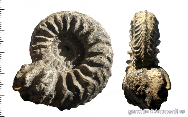 аммониты, Cardioceras, микроконхи, Самарская область, Cardioceras vertebrale, Cardioceratidae, Ammonites, Cardioceratinae, Vertebriceras