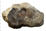 Quenstedtoceras lamberti (Sowerby, 1819) Quenstedtoceras lamberti (Sowerby, 1819)