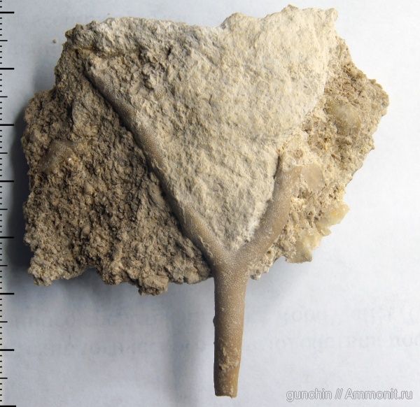 мшанки, Самарская область, Rhombotrypella, Rhombotrypella subcomposita