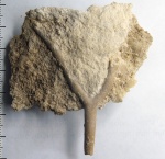 Мшанка Rhombotrypella?