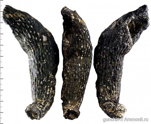 губки, Самарская область, Ventriculitidae, Sororistirps