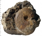 Kosmoceras jason (Reinecke, 1818)