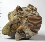 Ptychodus sp.