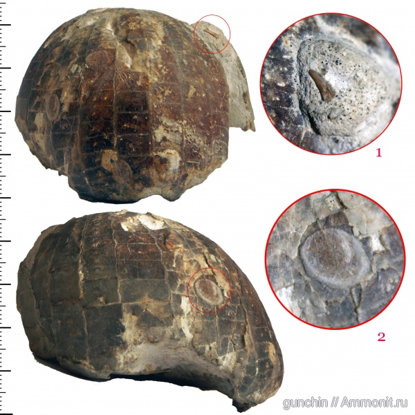 морские ежи, мел, Самарская область, Echinocorys