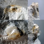 Hoploscaphites sp.
